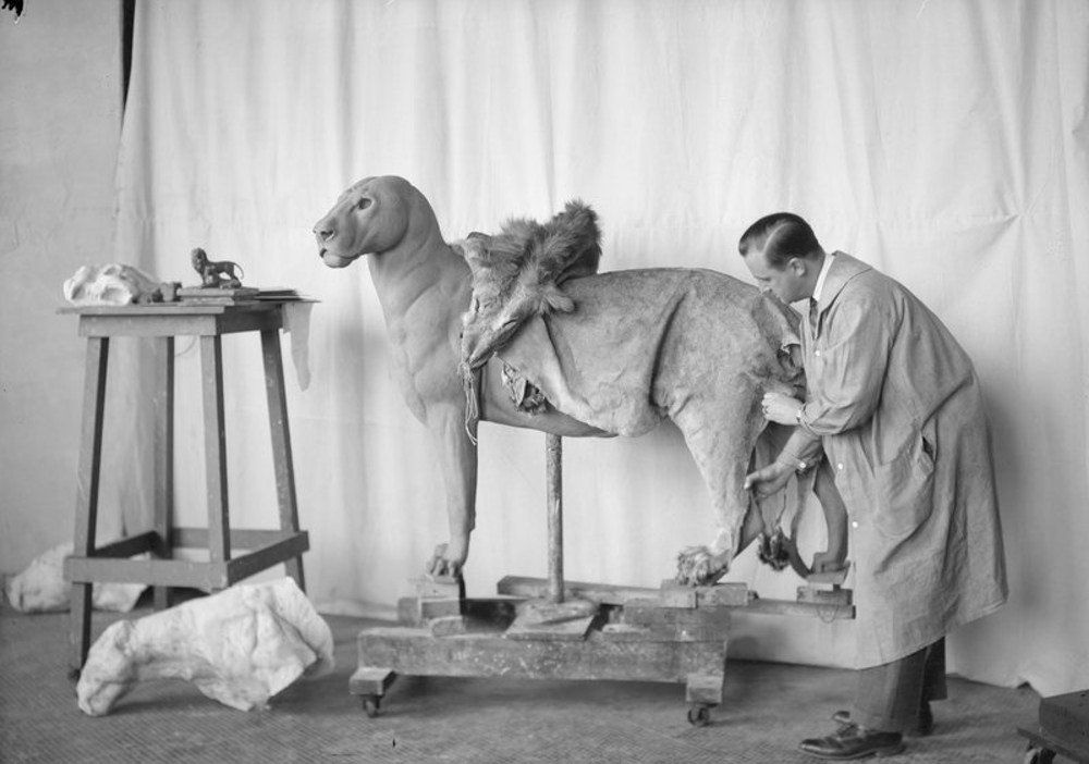 "Mr. Clark fitting animal skin on clay model of lion, 1930"